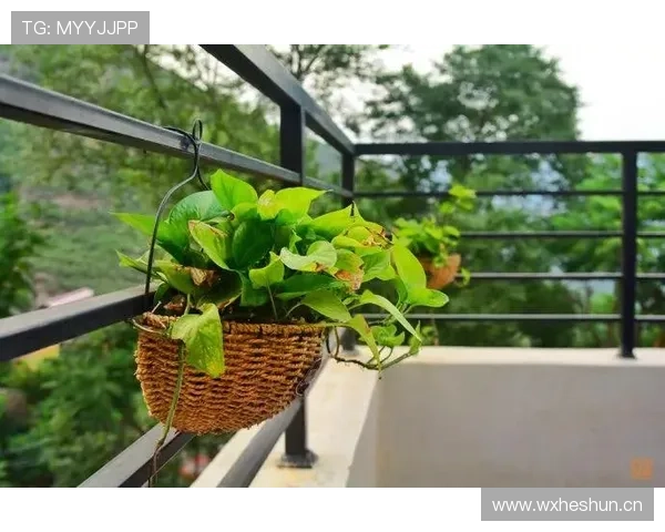 常园这生活真是活成了富豪家的慵懒日常，谁跟他抢都抢不过那种佛系奢华感